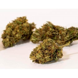 PACK CBD NATURAL GOLDEN BUDS