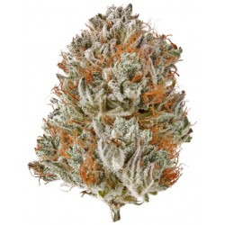 Fleur CBG Cosmic Diesel