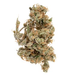 Fleur de CBD Red Congolese