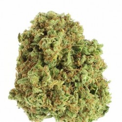 Fleur de CBD Snowcap