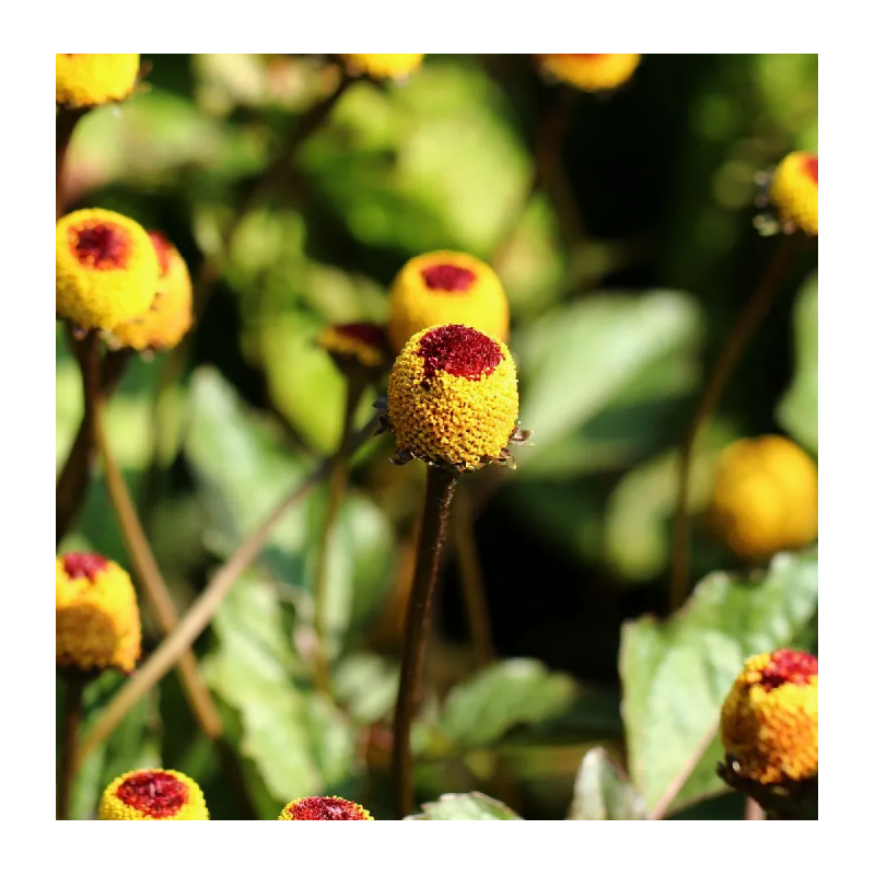 CRESSON DE PARA (BREDE MAFANE JAUNE) : 150 graines