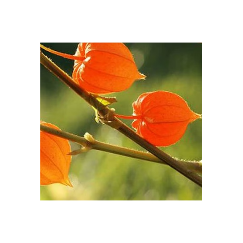 WITHANIA ASHWAGANDHA : 50 graines