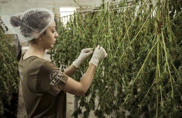 Méthodes de production et d'extraction du CBG