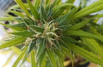 L'effet Entourage - Les bienfaits synergiques cachés dans les plantes de cannabis et de chanvre