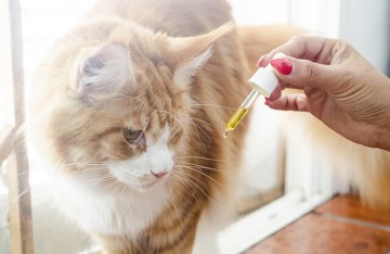 L'huile de CBD pour les animaux de compagnie