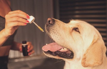 Huile de CBD pour les chiens souffrant de crises d'épilepsie