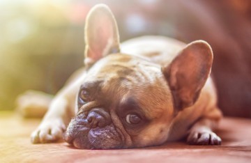 Un chien peut il faire une overdose d'huile de CBD ?