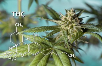 Qu'est-ce que l'acide Delta-9-Tétrahydrocannabiorcolique (THCA-C1) ?