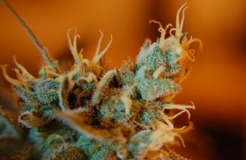 Trichomes du cannabis : Que sont-ils et que font-ils ?