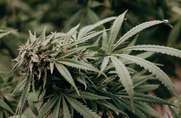 Qu'est ce que le cannabichromévarine (CBCV) ?