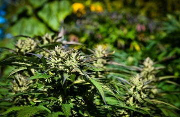 Comment consommer les fleurs de CBD ?