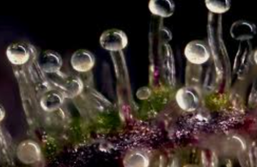 Qu'est ce que les trichomes glandulaire ?