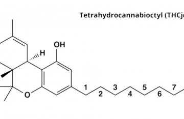 Qu'est ce que le THCJD ? Tout ce que vous devez savoir !