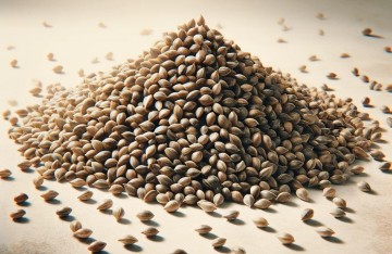Quels sont les bienfaits des graines de chanvre ?